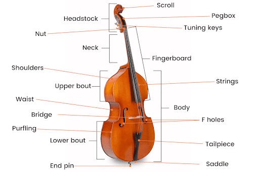 Diagram of a double bass with all musical components